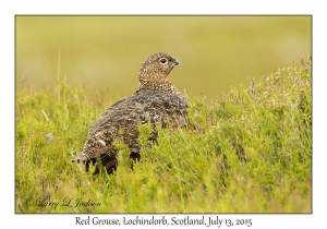 Red Grouse