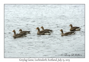 Greylag Geese