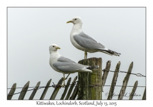 Kittiwakes