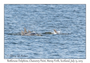 Bottlenose Dolphins