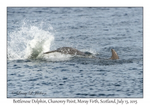 Bottlenose Dolphins