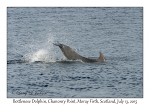 Bottlenose Dolphin