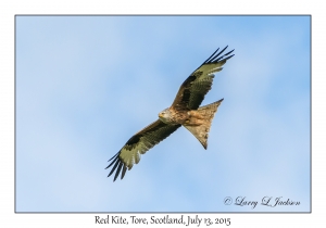 Red Kite