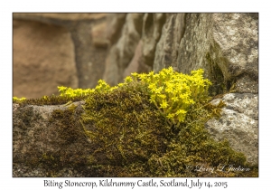 Biting Stonecrop