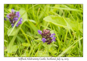 Selfheal