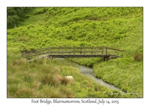 Foot Bridge