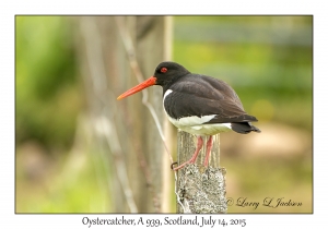 Oystercatcher