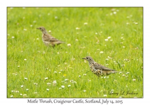 Mistle Thrushes