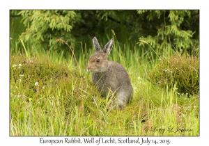 European Rabbit