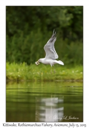 Kittiwake