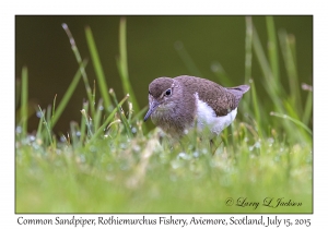 Common Sandpiper