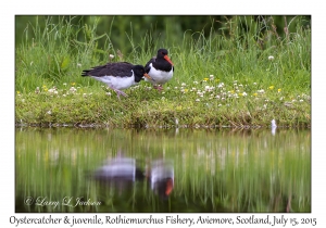 Oystercatcher & juvenile