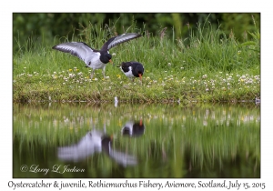 Oystercatcher & juvenile