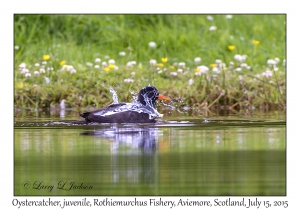 Oystercatcher, juvenile