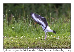 Oystercatcher, juvenile