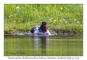 Oystercatcher