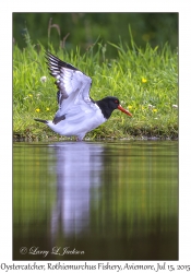 Oystercatcher