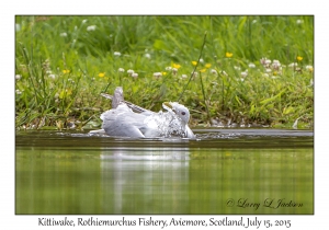 Kittiwake