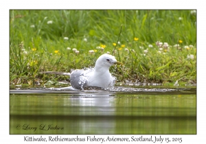 Kittiwake