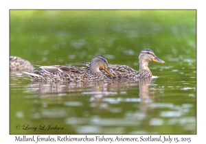 Mallard, females