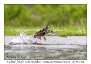 Mallard, female