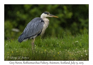 Grey Heron