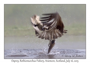 Osprey