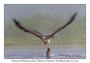 Osprey