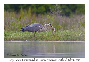 Grey Heron