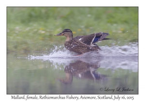 Mallard, female