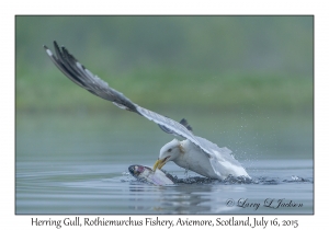 Herring Gull