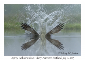 Osprey