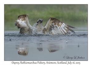 Osprey