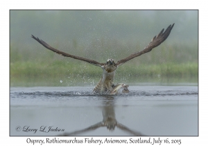 Osprey