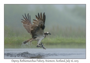 Osprey