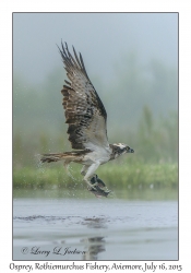 Osprey