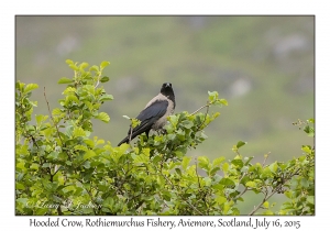 Hooded Crow