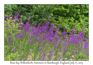 Rose-bay Willowherb