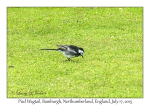 Pied Wagtail