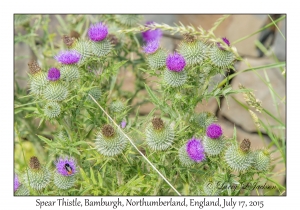 Spear Thistle