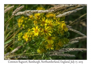 Common Ragwort