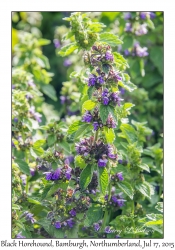 Black Horehound