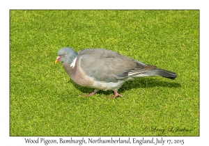 Wood Pigeon