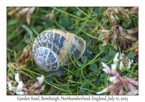 Garden Snail