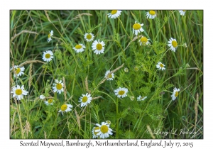 Scented Mayweed