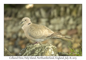 Collared Dove