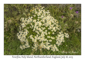 Feverfew