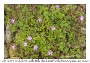 Herb-Robert