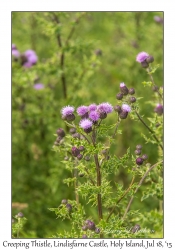 Creeping Thistle