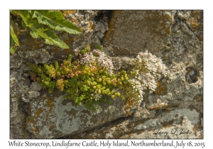 White Stonecrop